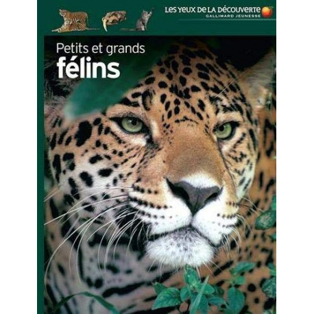 LES YEUX DE LA DECOUVERTE : PETITS ET GRANDS FELINS - 1 LES YEUX DE LA DECOUVERTE : PETITS ET GRANDS FELINS - 1
