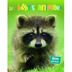 Les bébés animaux 800 photos