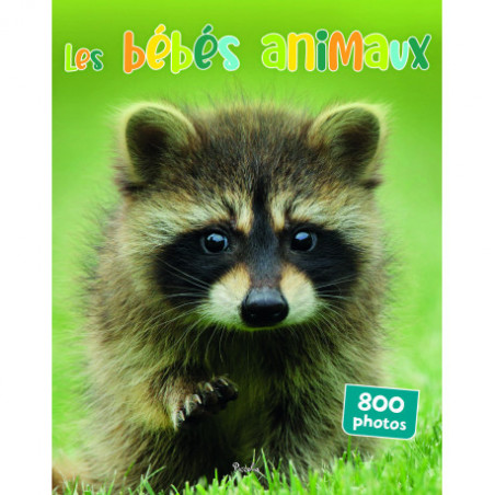 Les bébés animaux 800 photos