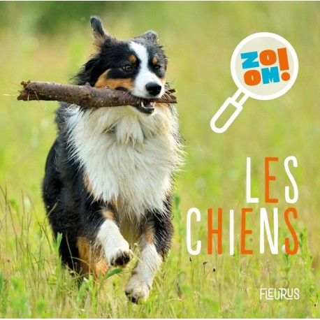 Zoom ! Les chiens